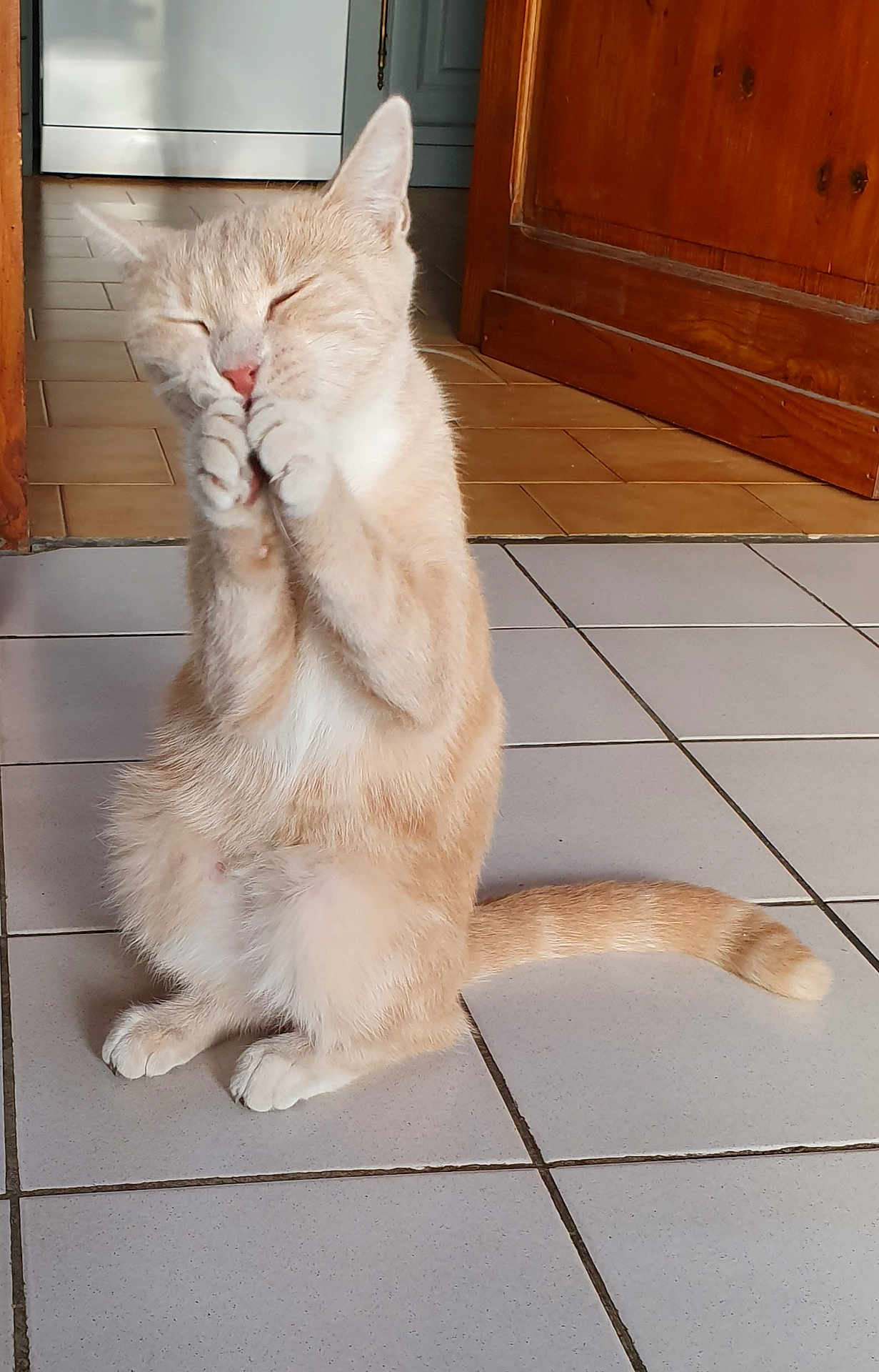 Canelle a rejoint le concours — aidez-le/la à gagner de superbes lots ! animal, cat, cute, dishwasher, domestic, eyes_closed, feline, funny_pose, fur, indoor, kitchen, light_orange, paw, pet, playful, sitting, tail, tile_floor, whiskers, wooden_cabinet