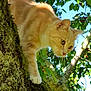 Canelle a rejoint le concours — aidez-le/la à gagner de superbes lots ! alert, animal, berries, branch, cat, climbing, close_up, curious, daylight, feline, ginger_cat, green_leaves, moss, nature, outdoor, pets, sky, tree, whiskers, wildlife