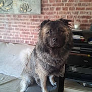 Baloo a rejoint le concours — aidez-le/la à gagner de superbes lots ! dog, pet, fluffy_dog, sitting, couch, sofa, brick_wall, wall_art, indoor, home_office, printer, desk, bed, paw, collar, portrait, brown_fur, muzzle, eyes, nose