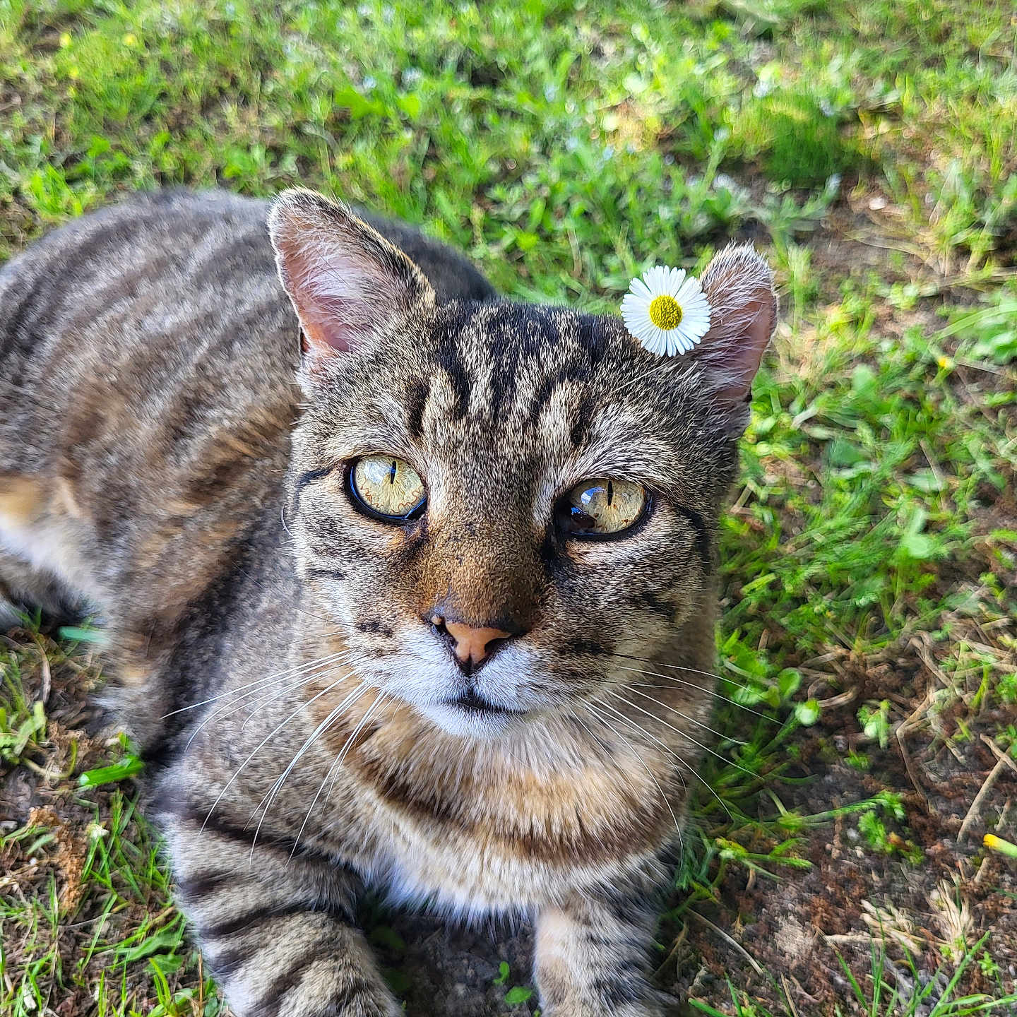 Mimouchou participe au concours pour gagner de l'argent avec cette photo : animal, cat, closeup, cute, daisy, ears, eyes, flower, fur, grass, ground, lying_down, mammal, nature, outdoor, pet, relaxed, sunlight, tabby, whiskers