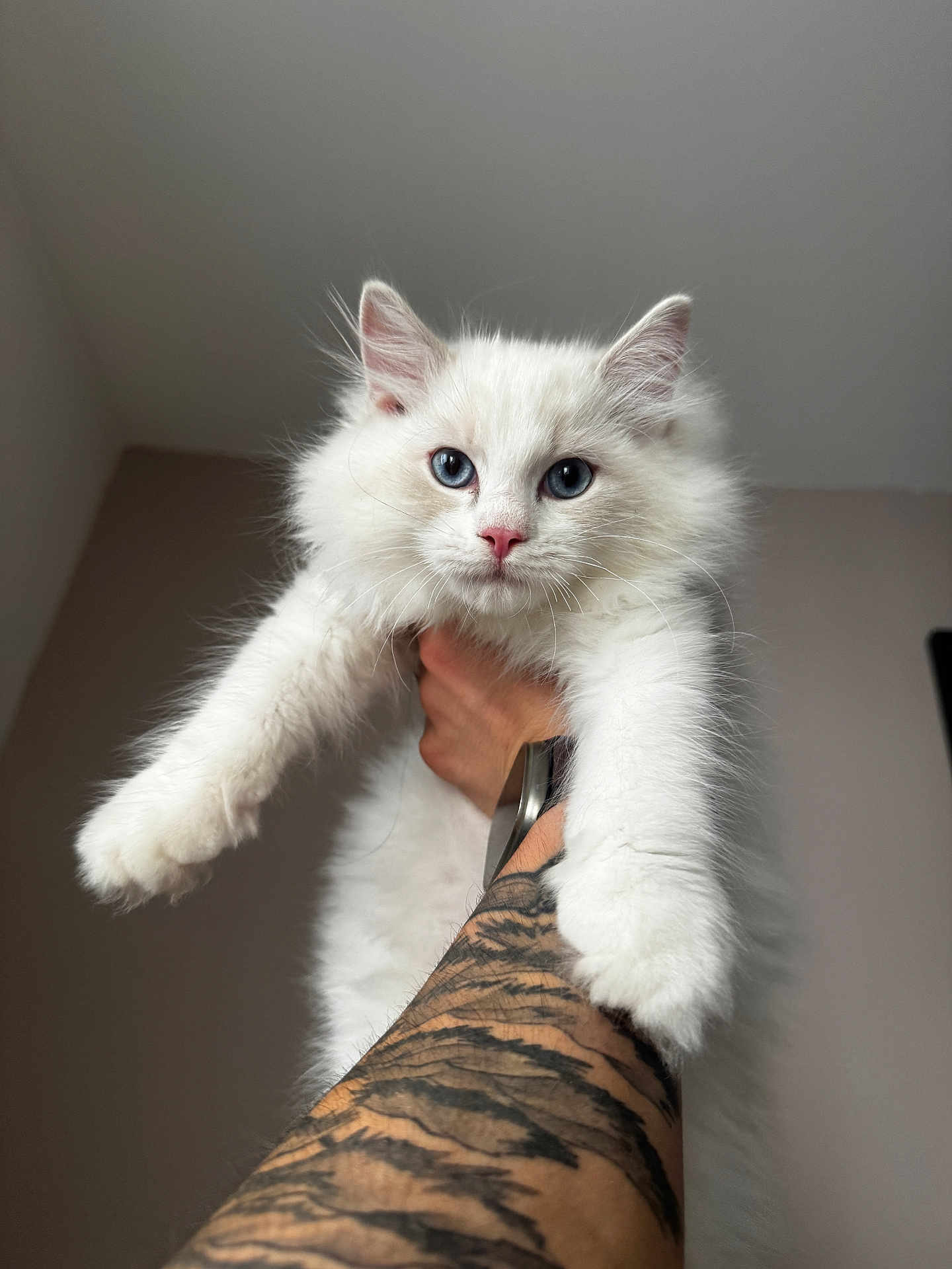 Mushu participe au concours pour gagner de l'argent avec cette photo : kitten, cat, white_fur, blue_eyes, tattoo, arm, pet, animal, indoor, portrait, close_up, furry, cute, hand, looking, young_cat, fluffy, domestic_cat, whiskers, paw