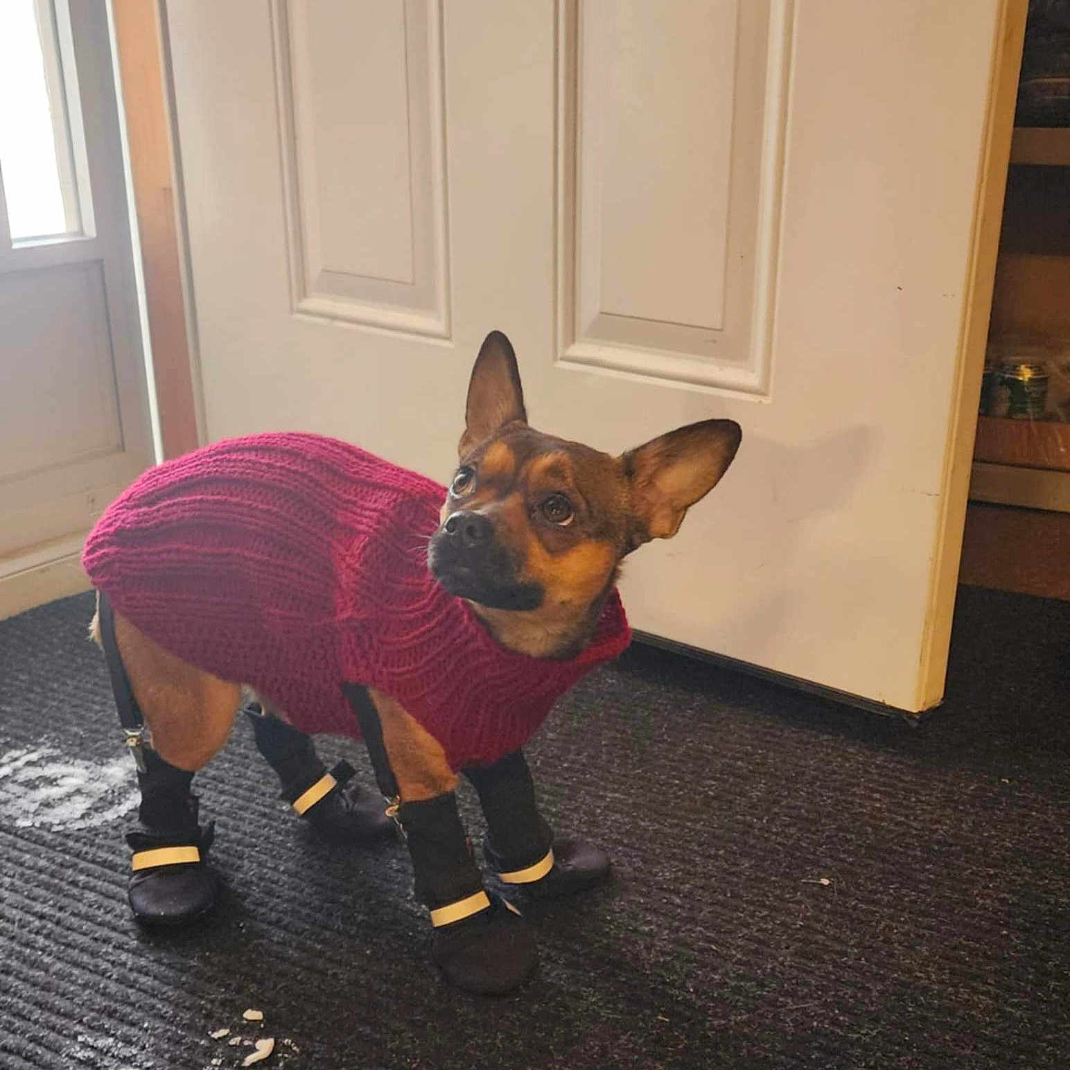 River joined the competition — help win amazing prizes! animal, canine, clothing, coat, dog, door, face, footwear, hardwood, head, knitwear, person, pet, photography, portrait, puppy, shoe, stainedwood, sweater, wood