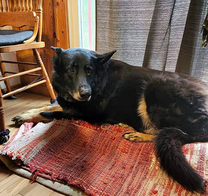 Shadow joined the competition — help win amazing prizes! canidae, carnivore, comfort, companion_dog, dog, dog_breed, felidae, flooring, fur, guard_dog, hardwood, small_to_medium_sized_cats, snout, sporting_group, stool, tail, terrestrial_animal, whiskers, wood, working_animal