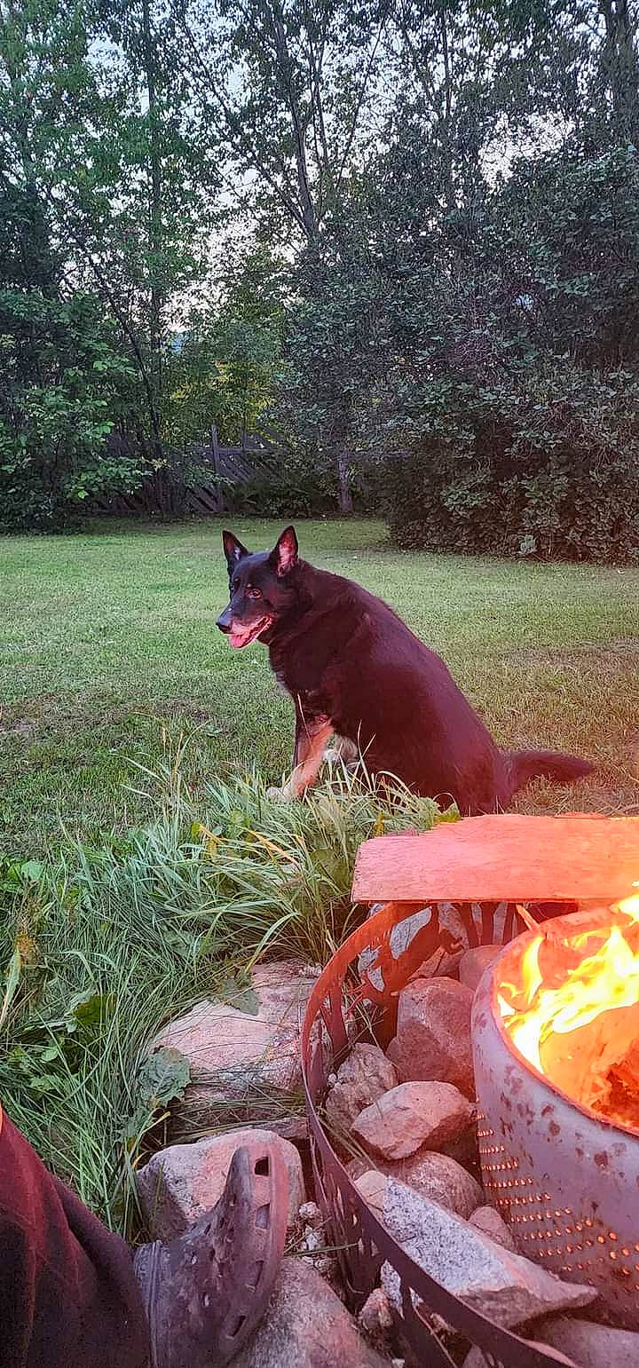 Shadow joined the competition — help win amazing prizes! carmine, carnivore, dog, dog_breed, dog_supply, fawn, felidae, fire, fox, grass, heat, landscape, plant, tail, terrestrial_animal, tree, wildlife, working_animal, working_dog