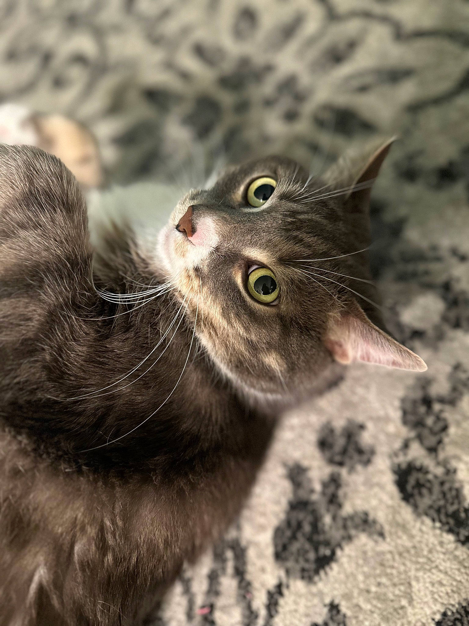 Abra is registered to the contest to win money with this photo: black_cat, carnivore, cat, claw, close_up, domestic_short_haired_cat, ear, felidae, fur, grass, paw, sand, small_to_medium_sized_cats, snout, tail, terrestrial_animal, whiskers, wildlife