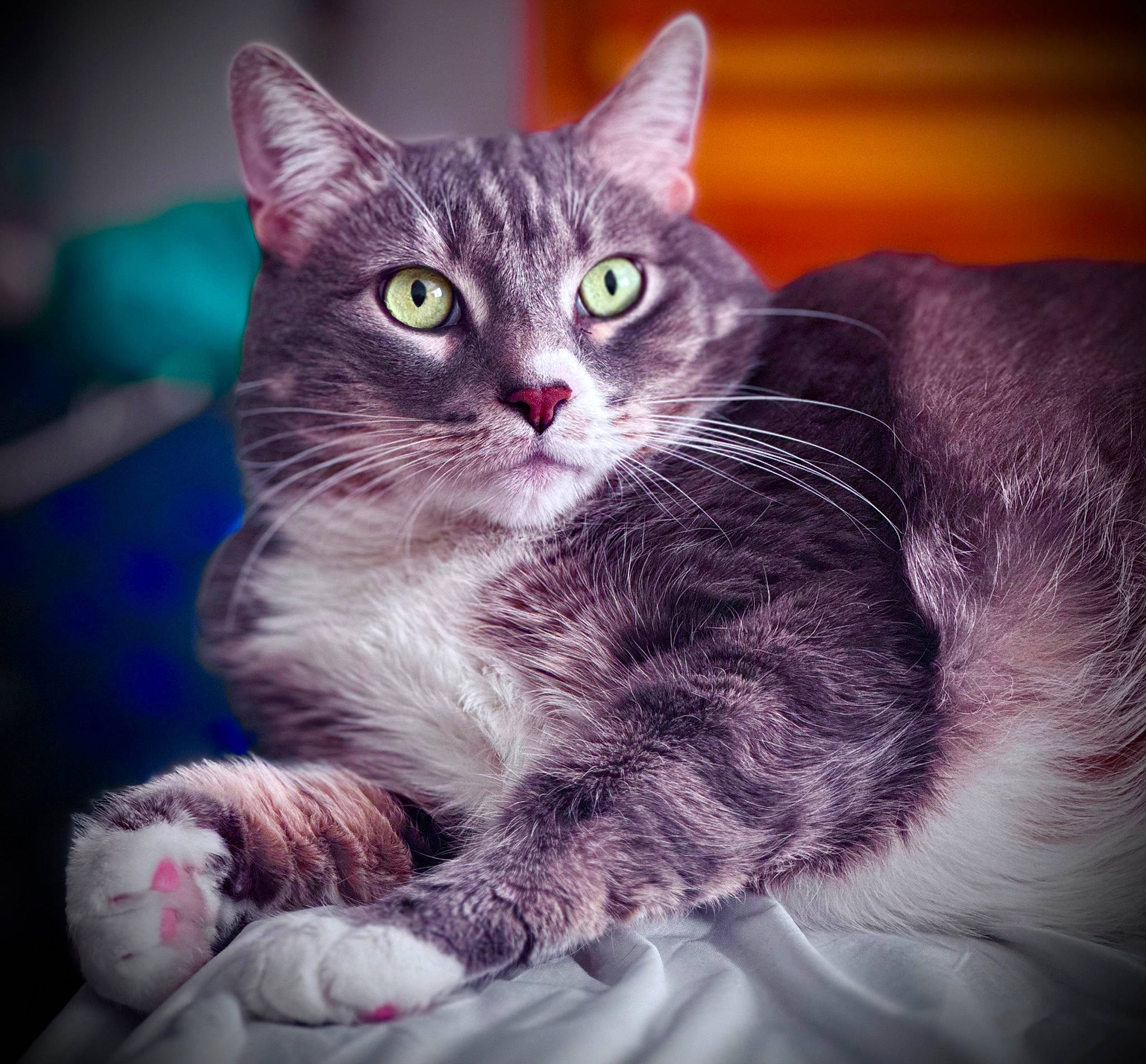 Abra is registered to the contest to win money with this photo: carnivore, cat, claw, comfort, domestic_short_haired_cat, electric_blue, felidae, fur, magenta, paw, photo_caption, sitting, small_to_medium_sized_cats, snout, tail, whiskers, window