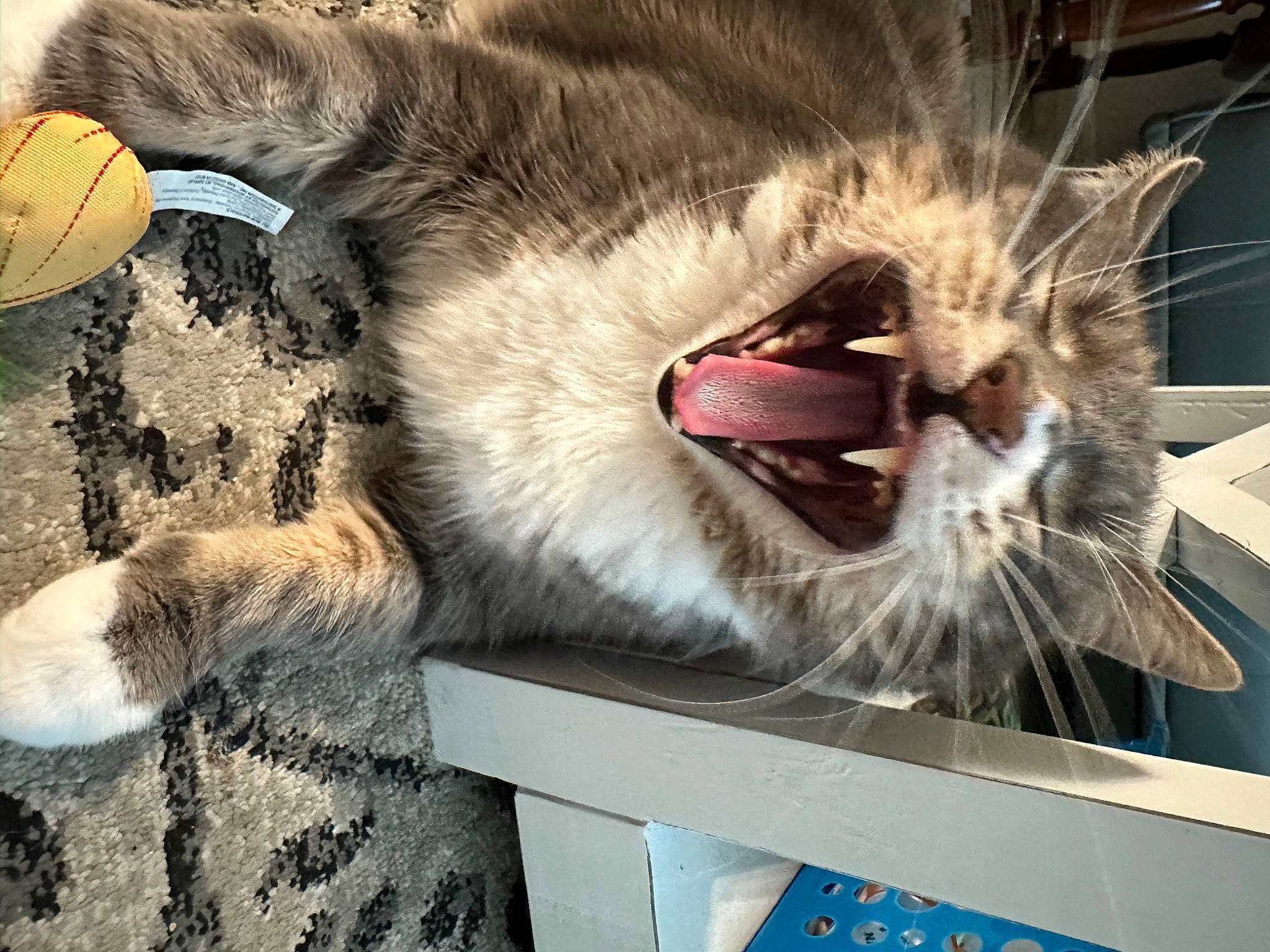 Abra is registered to the contest to win money with this photo: carnivore, cat, claw, domestic_short_haired_cat, fang, felidae, fur, happy, mammal, paw, roar, shout, small_to_medium_sized_cats, snout, tail, terrestrial_animal, tooth, whiskers, yawn
