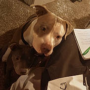 Titan joined the competition — help win amazing prizes! dog, indoor, carpet, pets, brown_dog, light_brown_dog, notebook, handwritten_notes, curious, companionship, floor, cuddling, closeup, animal, two_dogs, cozy, domestic, resting, looking_up, home