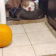 Titan is registered to the contest to win money with this photo: appliance, brown_and_white, carpet, collar, cozy, cuddling, dog, doorway, gray_dog, home, indoor, kitchen, laundry_basket, pet, pitbull_type, pumpkin, resting, sleeping_dog, tile_floor, two_dogs