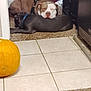 appliance, brown_and_white, carpet, collar, cozy, cuddling, dog, doorway, gray_dog, home, indoor, kitchen, laundry_basket, pet, pitbull_type, pumpkin, resting, sleeping_dog, tile_floor, two_dogs