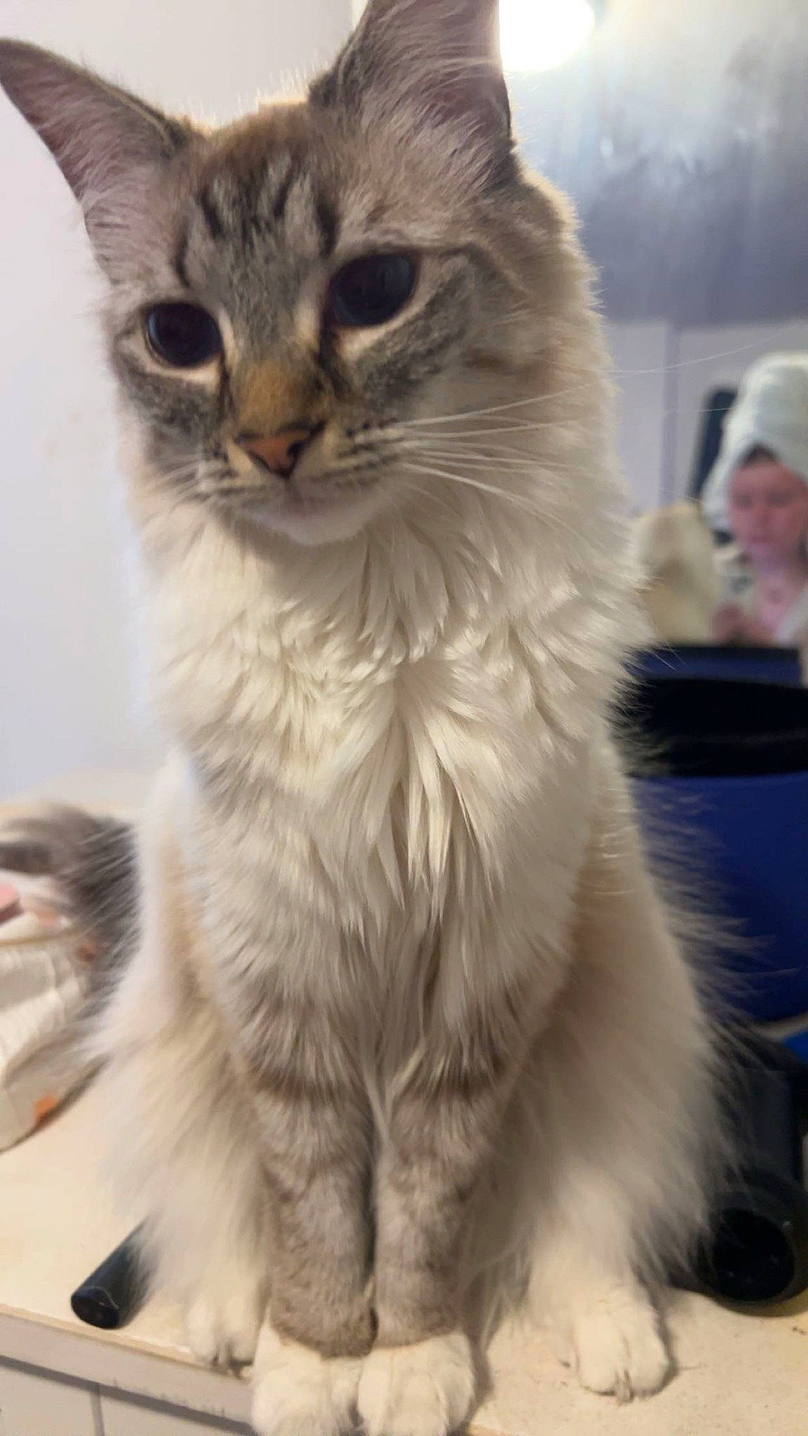 Olive joined the competition — help win amazing prizes! carnivore, cat, claw, domestic_short_haired_cat, event, fawn, felidae, fur, hat, paw, small_to_medium_sized_cats, whiskers