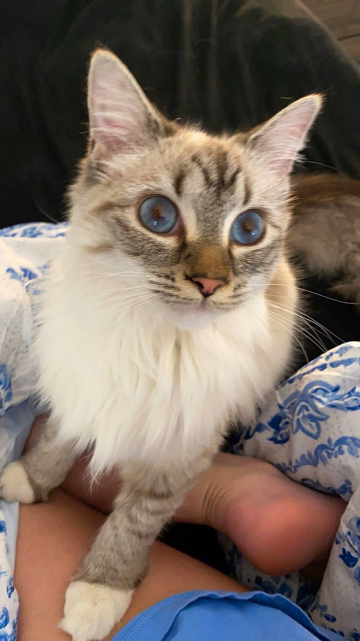 Olive joined the competition — help win amazing prizes! carnivore, cat, claw, domestic_short_haired_cat, fawn, felidae, fur, gesture, iris, paw, photo_caption, sitting, small_to_medium_sized_cats, snout, tail, whiskers, wildlife