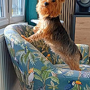 Settyie a rejoint le concours — aidez-le/la à gagner de superbes lots ! dog, yorkshire_terrier, armchair, window, indoor, curious, pet, furniture, colorful, patterned, wooden_floor, speaker, natural_light, ears, fur, standing, looking_out, home, decor, cozy