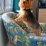 dog, yorkshire_terrier, armchair, window, indoor, curious, pet, furniture, colorful, patterned, wooden_floor, speaker, natural_light, ears, fur, standing, looking_out, home, decor, cozy