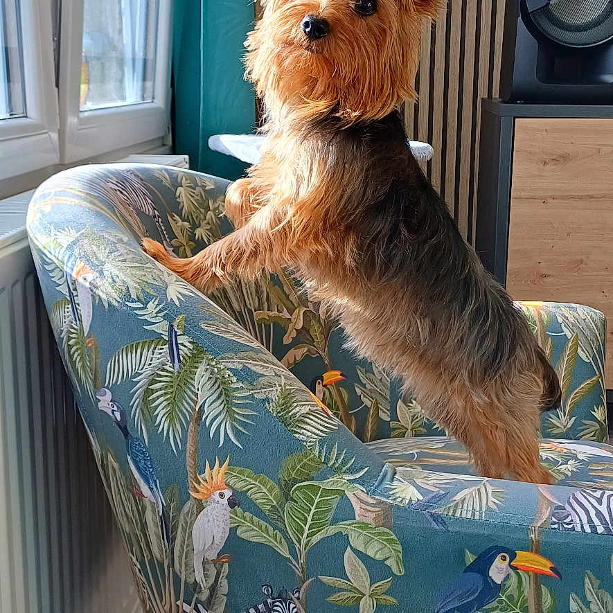 Settyie a rejoint le concours — aidez-le/la à gagner de superbes lots ! dog, yorkshire_terrier, armchair, window, indoor, curious, pet, furniture, colorful, patterned, wooden_floor, speaker, natural_light, ears, fur, standing, looking_out, home, decor, cozy