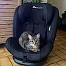Nya a rejoint le concours — aidez-le/la à gagner de superbes lots ! cat, tabby_cat, car_seat, black_car_seat, indoor, tile_floor, wooden_cabinet, plant, furniture, pet, animal, curious, looking_at_camera, cozy, domestic, living_room, home, resting, floor, seat