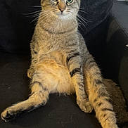Nya participe au concours pour gagner de l'argent avec cette photo : cat, tabby, sitting, relaxed, black_couch, pet, animal, feline, whiskers, ears, eyes, fur, indoor, curious, looking, mammal, domestic, cute, portrait, resting