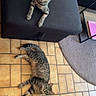 cat, tabby_cat, living_room, floor, ottoman, tile_floor, carpet, toy_mouse, pet, animal, striped, domestic_cat, relaxing, indoor, furniture, cute, mammal, whiskers, ears, eyes