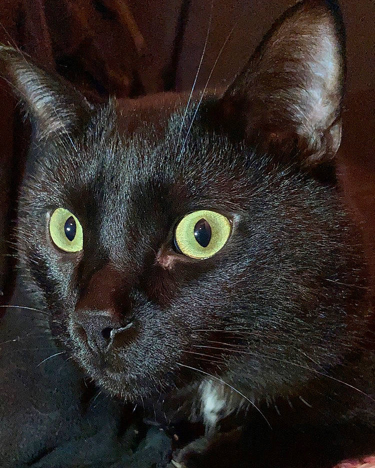 Bagheera a rejoint le concours — aidez-le/la à gagner de superbes lots ! black_cat, bombay, carnivore, cat, domestic_short_haired_cat, eye, felidae, fur, havana_brown, small_to_medium_sized_cats, snout, terrestrial_animal, whiskers