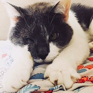 Belle participe au concours pour gagner de l'argent avec cette photo : aegean_cat, carnivore, cat, domestic_short_haired_cat, felidae, kitten, nap, polydactyl_cat, sleep, small_to_medium_sized_cats, whiskers