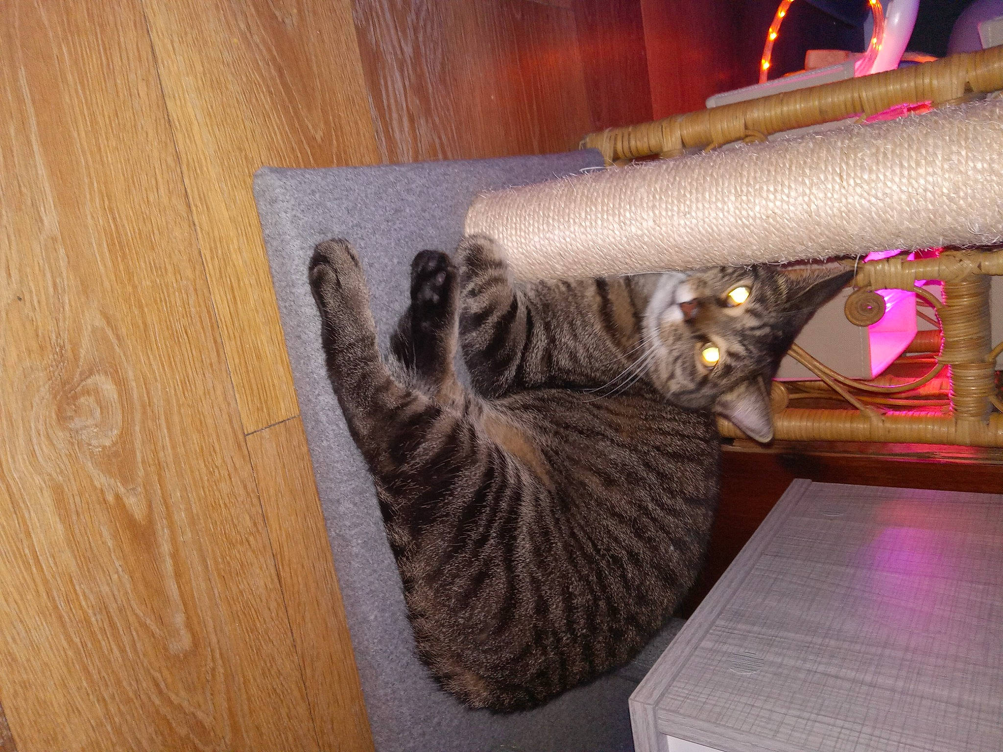 Sir Froto joined the competition — help win amazing prizes! carnivore, cat, comfort, domestic_short_haired_cat, felidae, floor, flooring, fur, hardwood, plank, room, small_to_medium_sized_cats, tail, textile, tree, varnish, whiskers, wood, wood_stain, wool