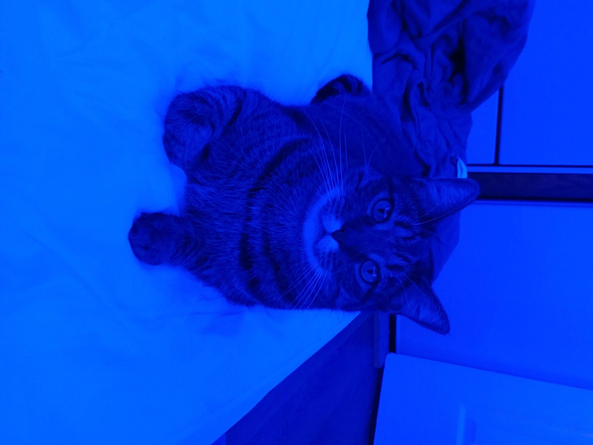 Sir Froto joined the competition — help win amazing prizes! art, blue, carnivore, cat, electric_blue, felidae, magenta, purple, sculpture, small_to_medium_sized_cats, statue, tail, water, whiskers