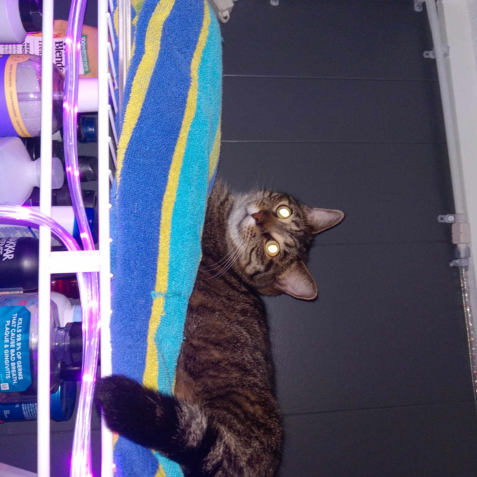 Sir Froto joined the competition — help win amazing prizes! automotive_lighting, automotive_tire, black_cat, blue, carnivore, cat, cat_supply, domestic_short_haired_cat, electric_blue, felidae, fur, machine, magenta, mammal, pet_supply, purple, small_to_medium_sized_cats, tail, vertebrate, whiskers