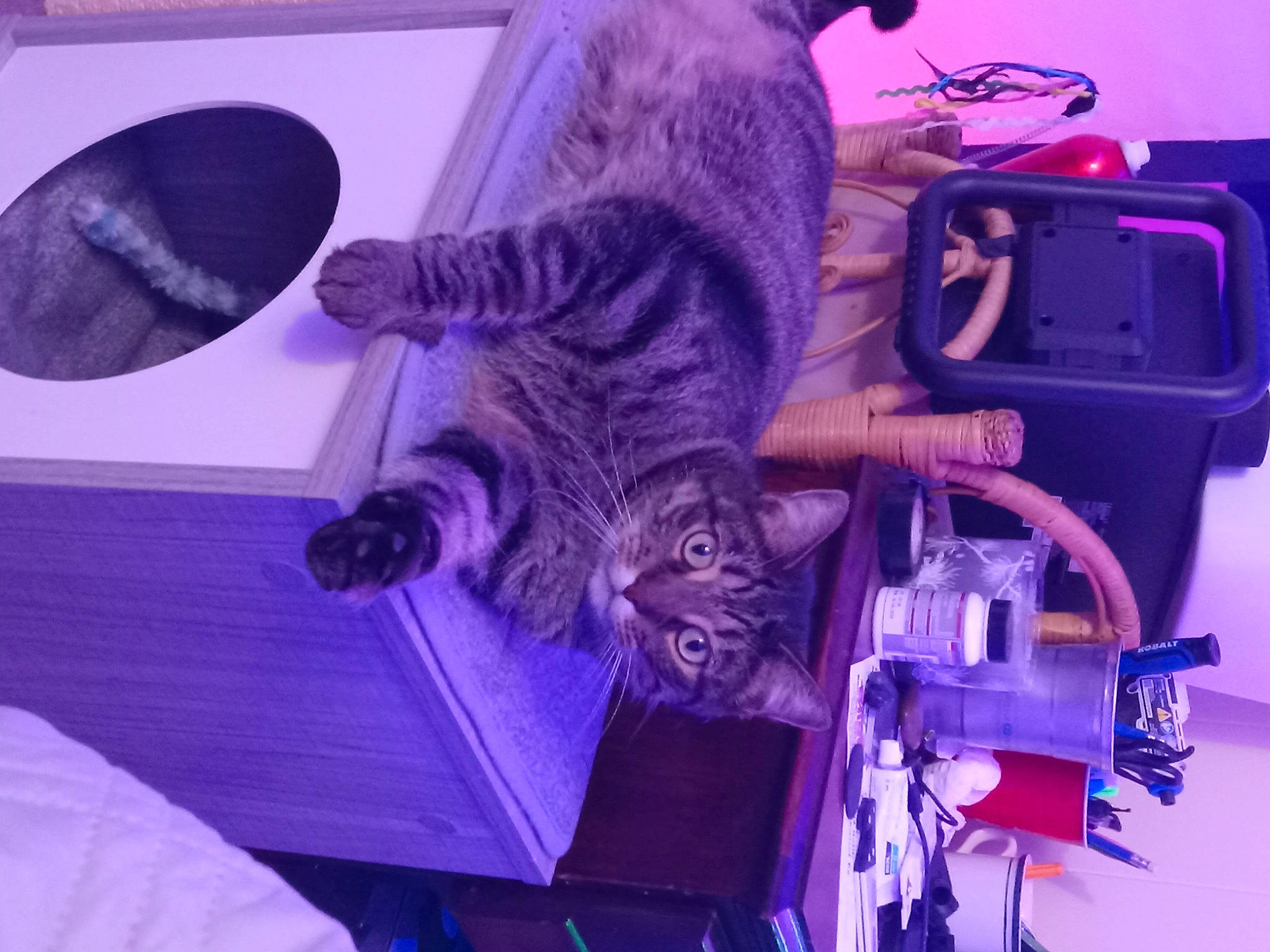 Sir Froto joined the competition — help win amazing prizes! blue, carnivore, cat, domestic_short_haired_cat, electric_blue, electrical_wiring, entertainment, felidae, fur, machine, magenta, purple, room, small_to_medium_sized_cats, tail, toy, violet, whiskers, wire