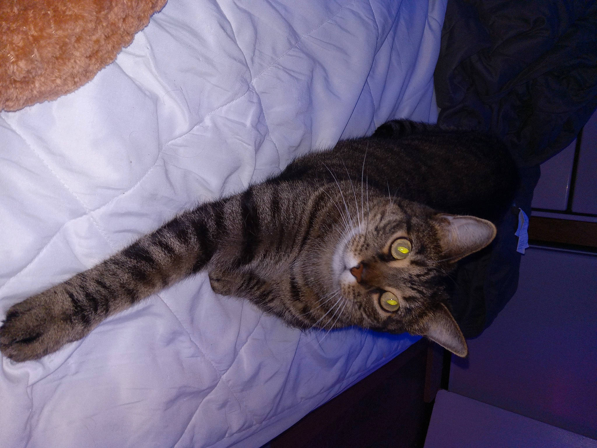 Sir Froto joined the competition — help win amazing prizes! carnivore, cat, comfort, domestic_short_haired_cat, felidae, fur, grey, linens, small_to_medium_sized_cats, tail, whiskers