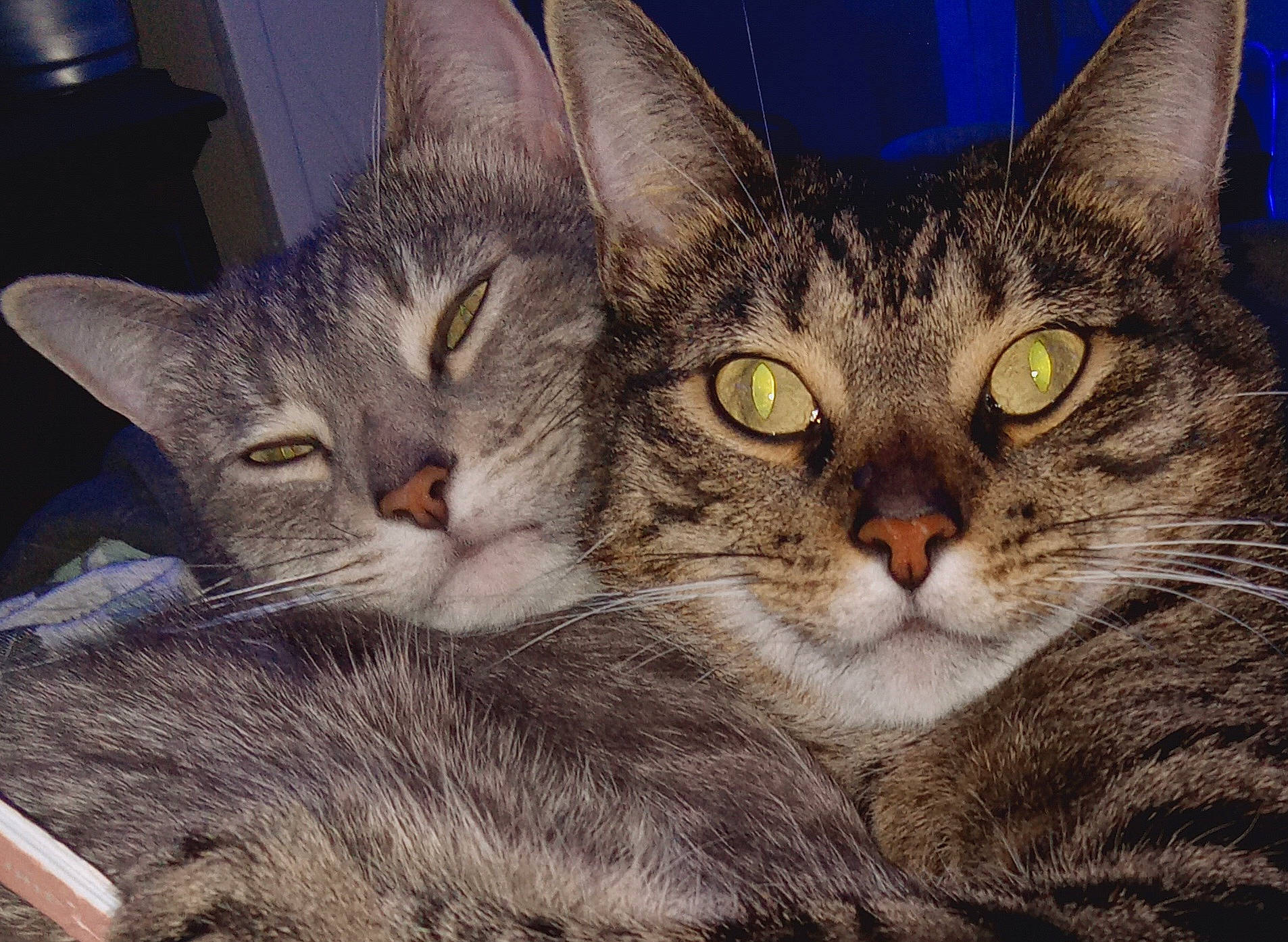 Princess is registered to the contest to win money with this photo: carnivore, cat, comfort, domestic_short_haired_cat, felidae, fur, paw, small_to_medium_sized_cats, snout, terrestrial_animal, whiskers, window