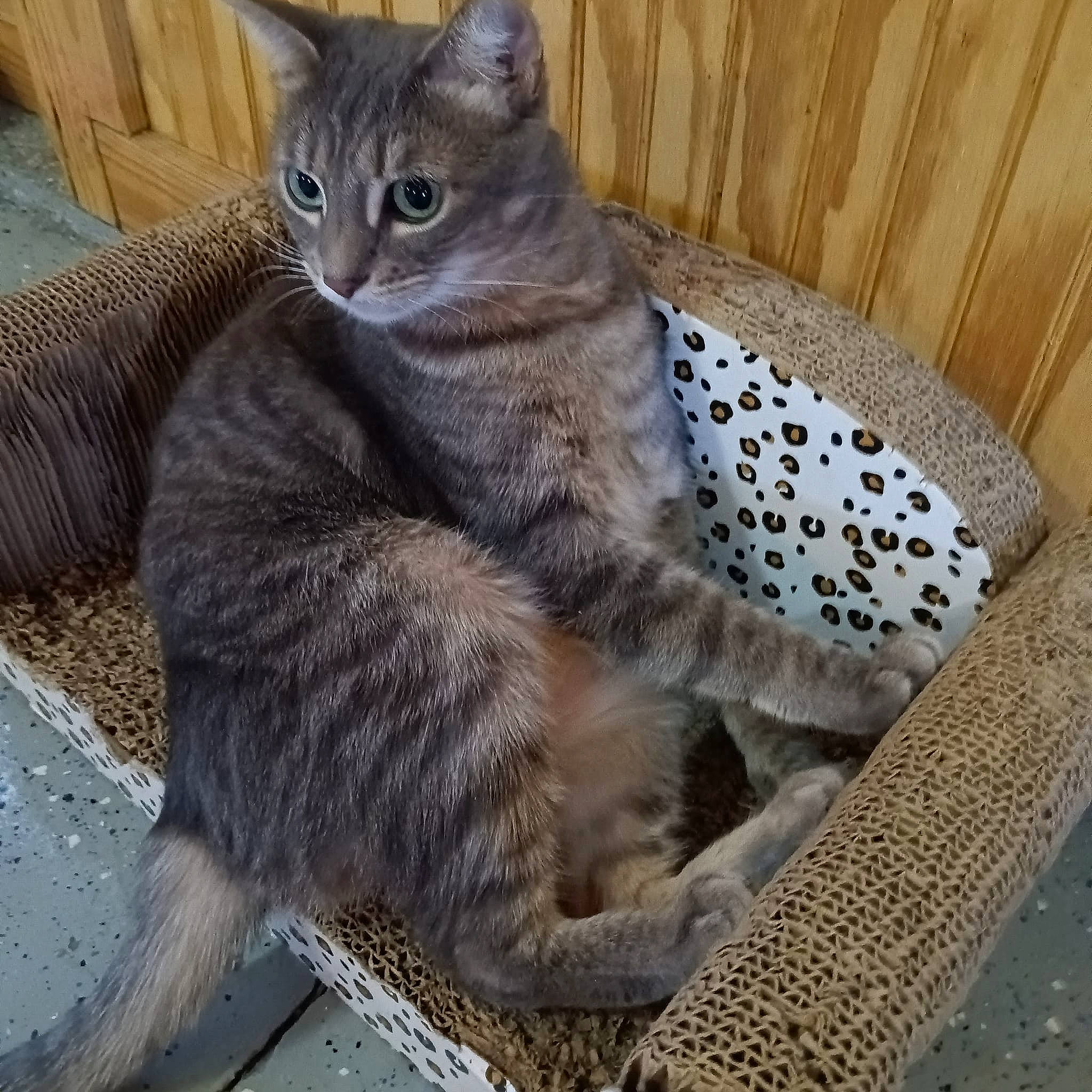 Princess joined the competition — help win amazing prizes! carnivore, cat, comfort, domestic_short_haired_cat, felidae, fur, grey, lynx, russian_blue, sitting, small_to_medium_sized_cats, snout, tail, terrestrial_animal, whiskers, wildlife