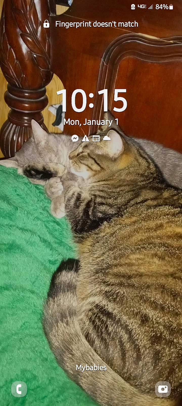 Princess is registered to the contest to win money with this photo: carnivore, cat, claw, domestic_short_haired_cat, fawn, felidae, font, fur, paw, photo_caption, small_to_medium_sized_cats, snout, tail, terrestrial_animal, whiskers, wildlife, wood