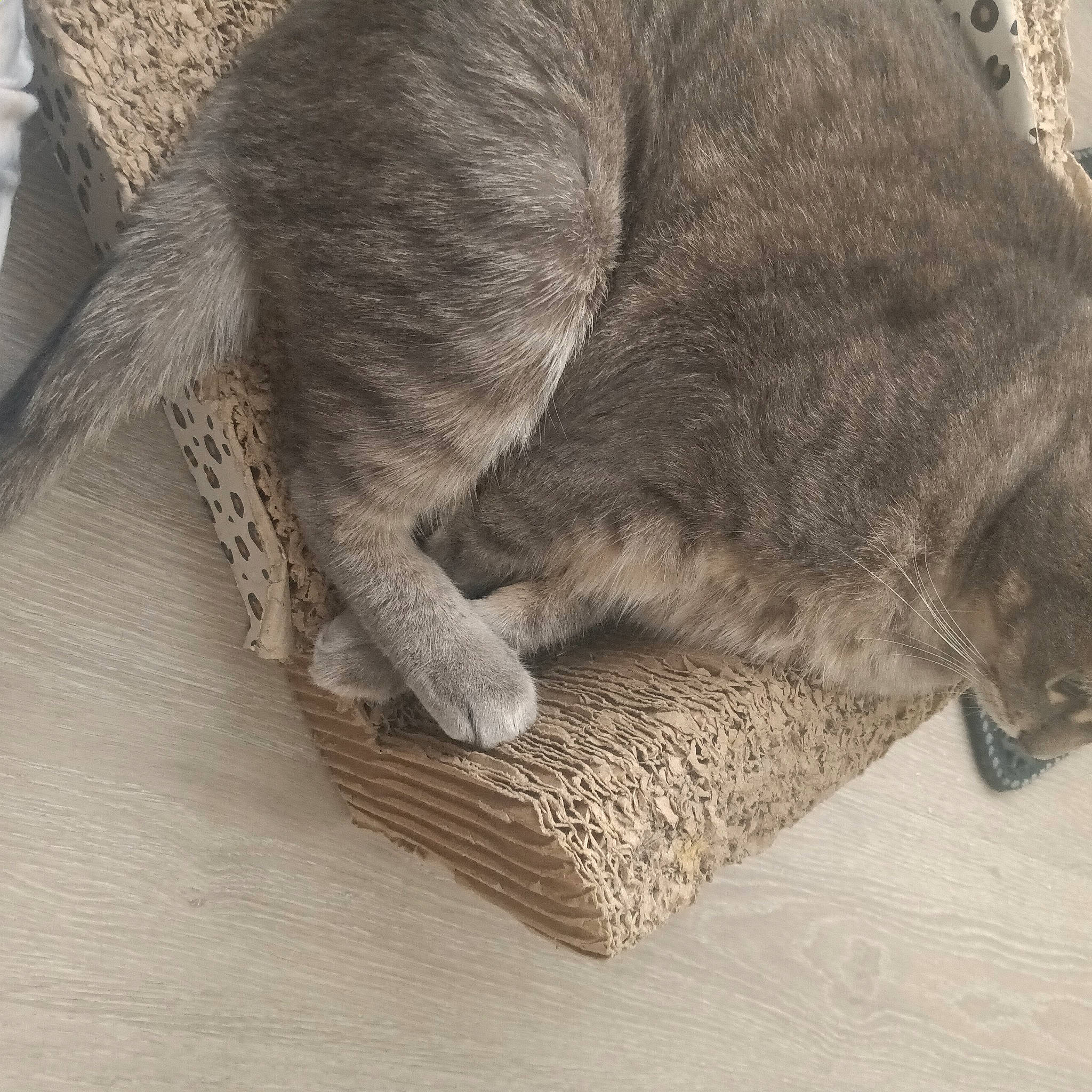 Princess joined the competition — help win amazing prizes! canidae, carnivore, cat, claw, comfort, dog_breed, domestic_short_haired_cat, felidae, flooring, fur, grey, hardwood, nap, paw, small_to_medium_sized_cats, sporting_group, tail, terrestrial_animal, whiskers, wood