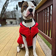 Bodie is registered to the contest to win money with this photo: dog, red_jacket, wooden_deck, outdoor, pet, canine, collar, fence, tree, sitting, portrait, closeup, animal, brown_and_white, winter, daytime, muzzle, paw, expression, nature
