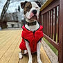 dog, red_jacket, wooden_deck, outdoor, pet, canine, collar, fence, tree, sitting, portrait, closeup, animal, brown_and_white, winter, daytime, muzzle, paw, expression, nature