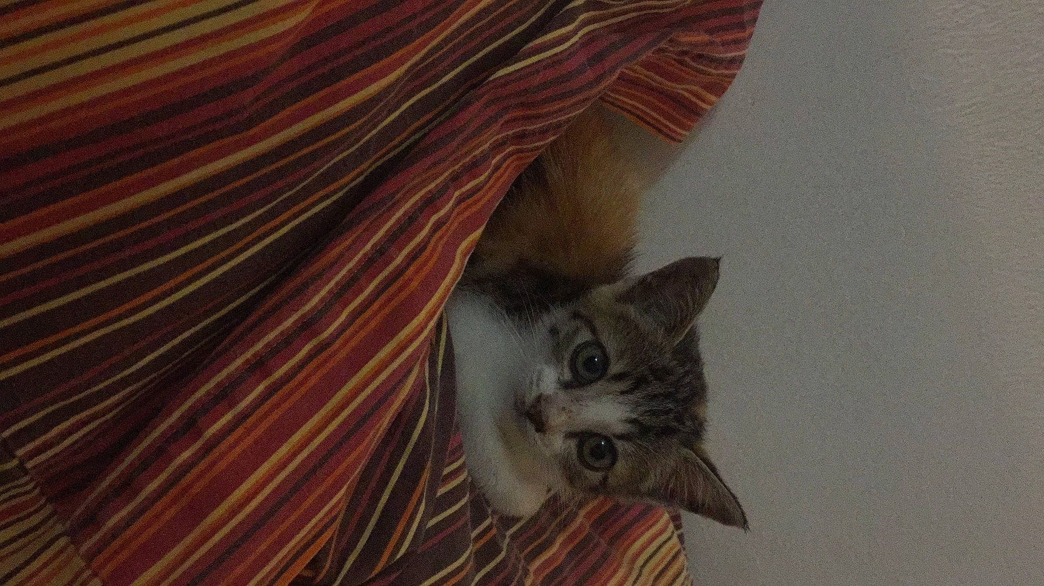 Pancake participe au concours pour gagner de l'argent avec cette photo : carnivore, cat, domestic_short_haired_cat, eye, fawn, felidae, fur, grey, hardwood, peach, small_to_medium_sized_cats, snout, tail, whiskers, window, wood