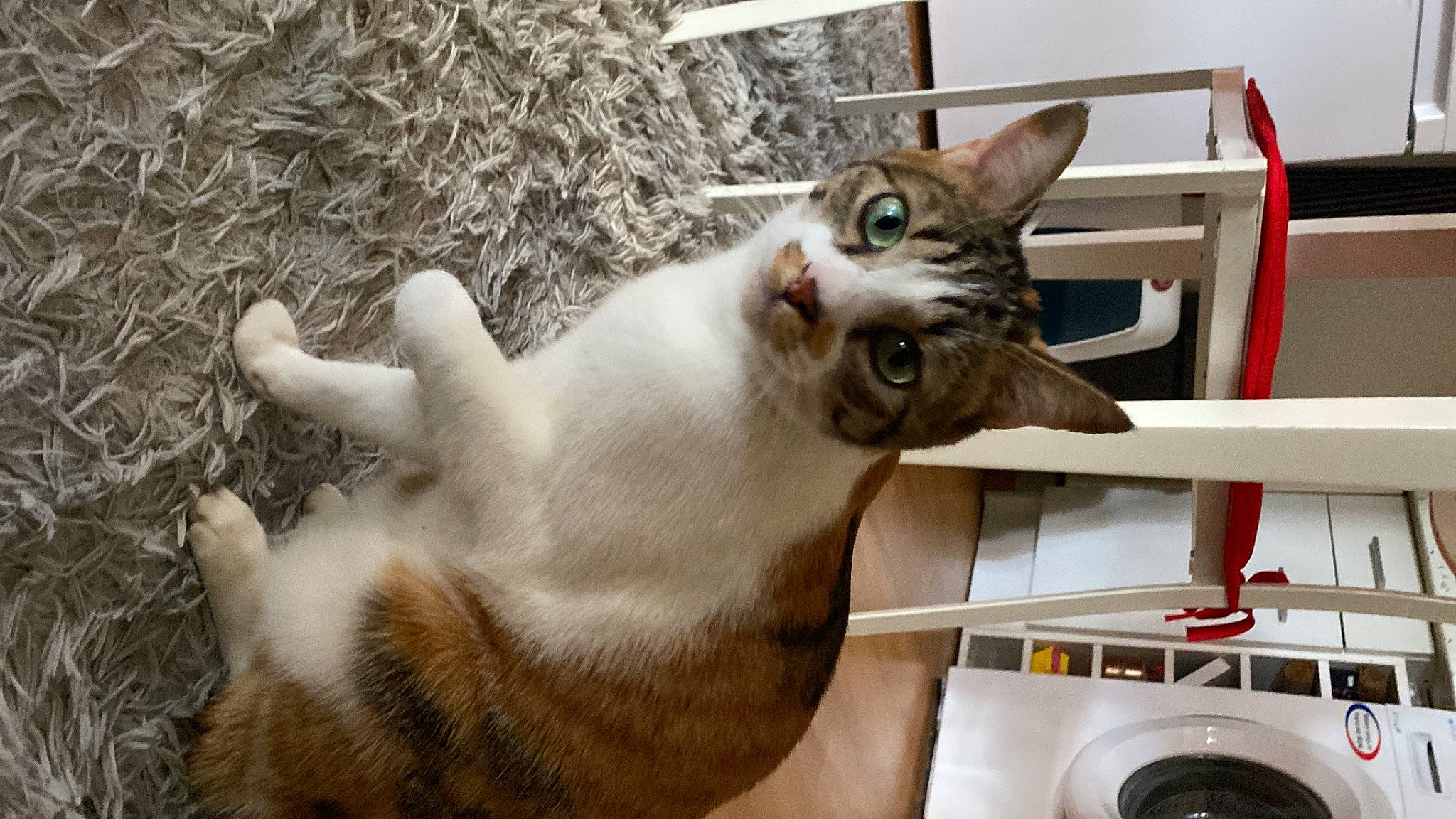 Pancake a rejoint le concours — aidez-le/la à gagner de superbes lots ! carnivore, cat, domestic_short_haired_cat, felidae, fur, grass, mammal, paw, small_to_medium_sized_cats, tail, thai, vertebrate, whiskers, wood