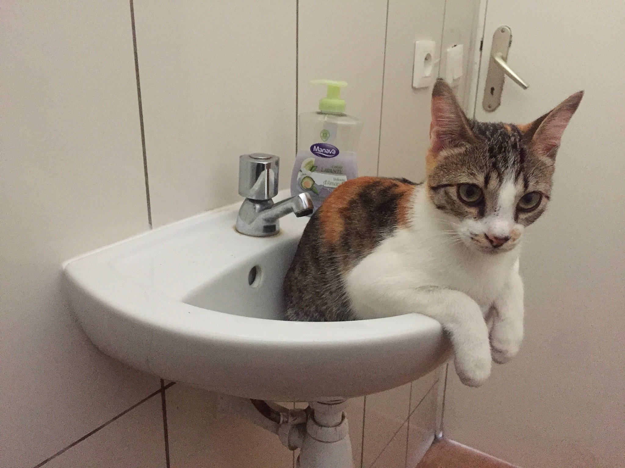 Pancake participe au concours pour gagner de l'argent avec cette photo : bathroom, bathroom_accessory, bathroom_sink, carnivore, cat, ceramic, composite_material, domestic_short_haired_cat, felidae, flooring, fluid, fur, plumbing, plumbing_fitting, plumbing_fixture, room, sink, small_to_medium_sized_cats, tap, whiskers