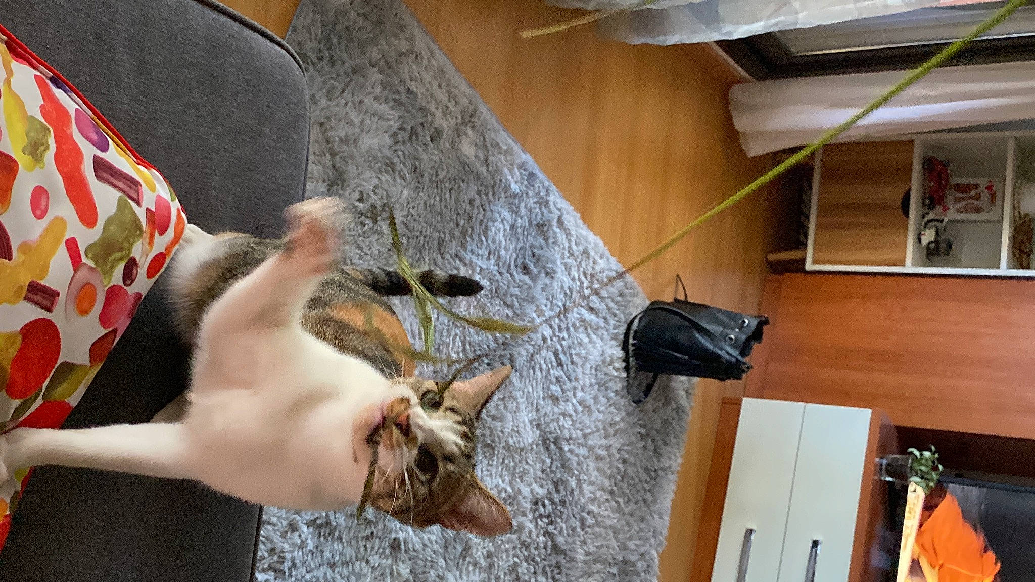 Pancake participe au concours pour gagner de l'argent avec cette photo : cabinetry, carnivore, comfort, companion_dog, dog, dog_breed, drawer, fawn, felidae, floor, flooring, fur, hardwood, room, small_to_medium_sized_cats, tail, whiskers, wood, wood_stain, working_animal