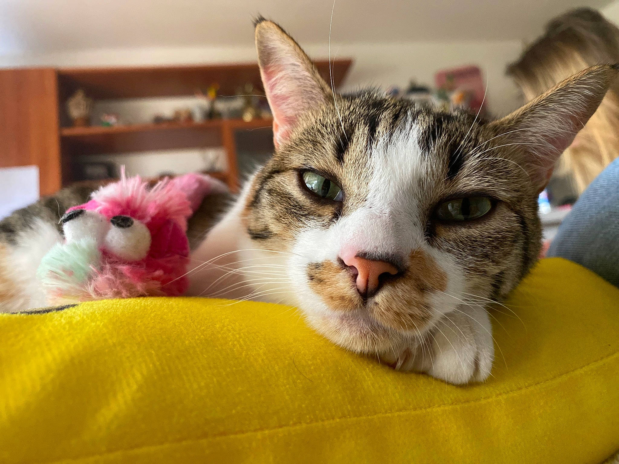 Pancake participe au concours pour gagner de l'argent avec cette photo : carnivore, cat, cat_supply, claw, comfort, domestic_short_haired_cat, felidae, fur, paw, pet_supply, small_to_medium_sized_cats, snout, whiskers