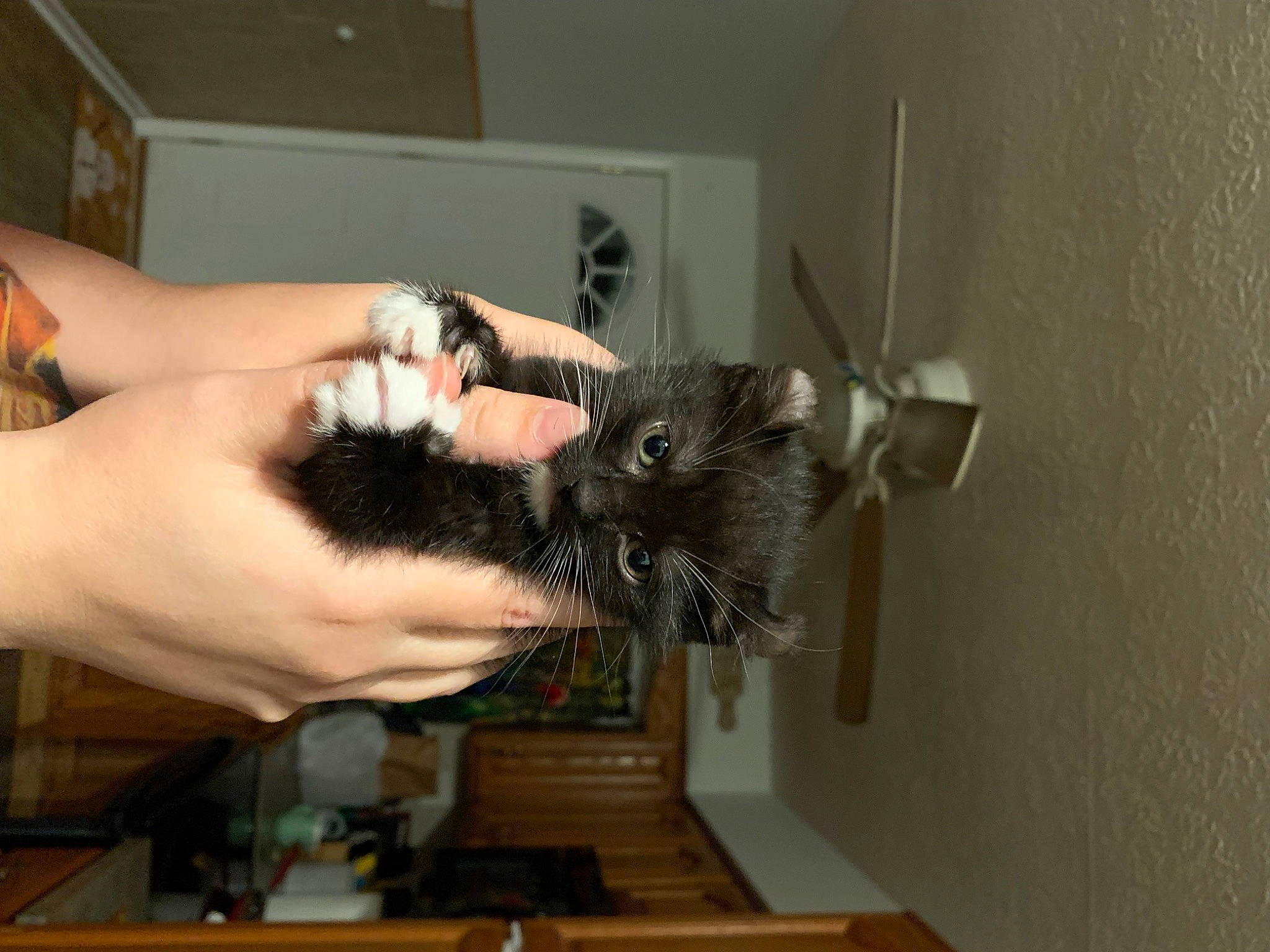 Bean joined the competition — help win amazing prizes! canidae, carnivore, cat, claw, domestic_short_haired_cat, fawn, felidae, fur, hardwood, nail, rodent, room, small_to_medium_sized_cats, sporting_group, whiskers, wood, wrist