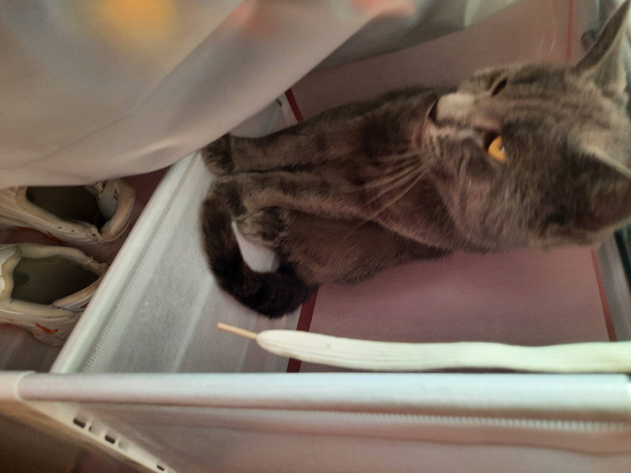 Yoyo a rejoint le concours — aidez-le/la à gagner de superbes lots ! auto_part, carnivore, cat, claw, comfort, domestic_short_haired_cat, felidae, fur, grey, human_leg, nap, paw, small_to_medium_sized_cats, snout, tail, vehicle_door, whiskers, window, wood