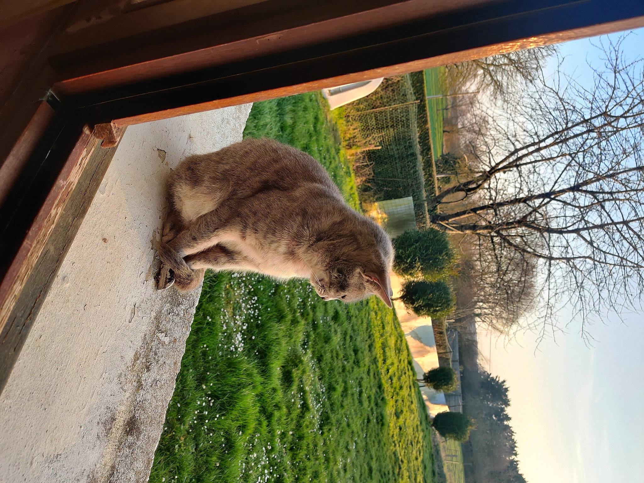 Ratatouille participe au concours pour gagner de l'argent avec cette photo : audubons_cottontail, cat, fawn, felidae, grass, hare, line, mammal, mountain_cottontail, plant, rabbits_and_hares, sky, small_to_medium_sized_cats, snout, tail, terrestrial_animal, tints_and_shades, tree, whiskers, wood