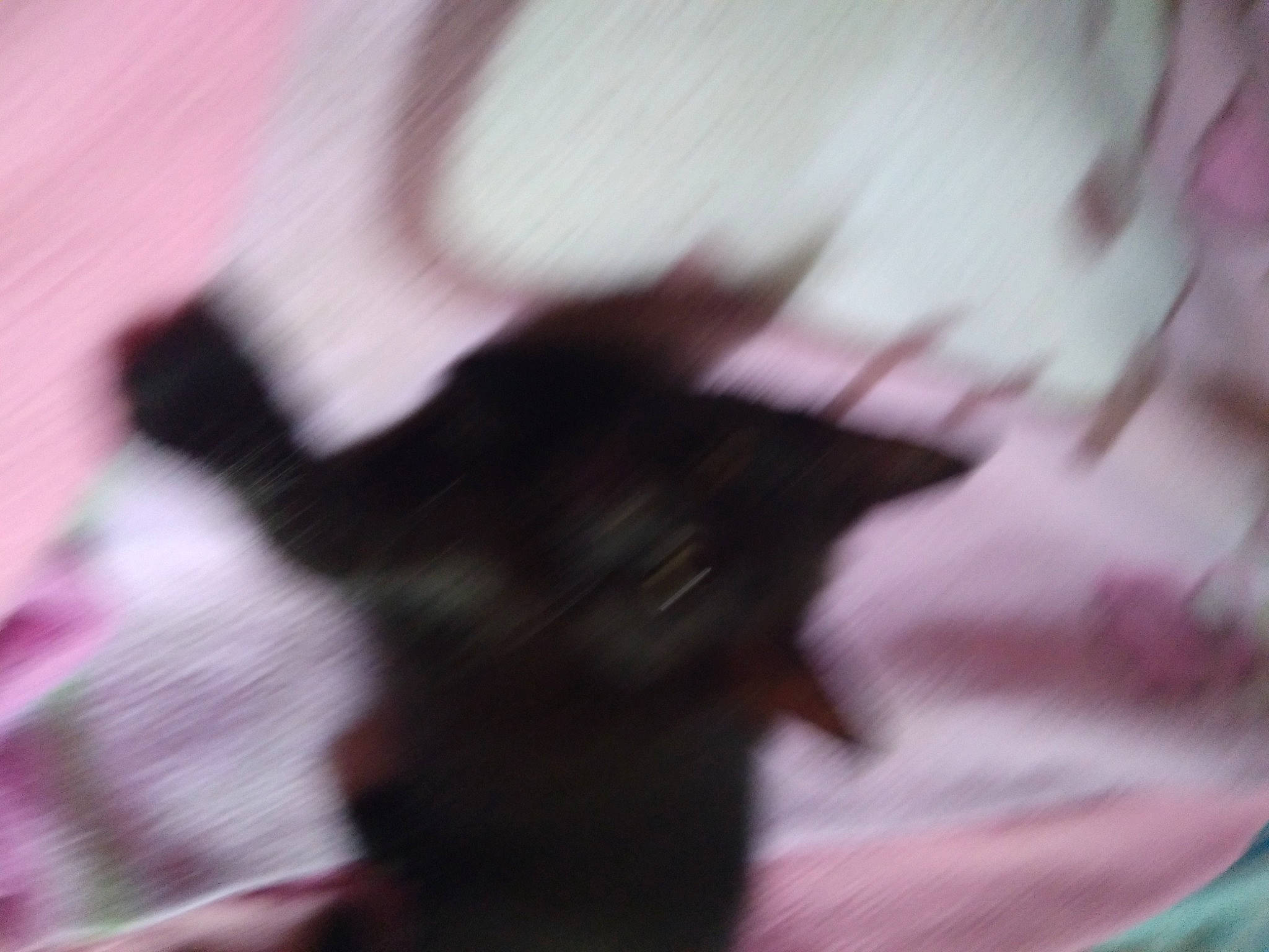 Titine participe au concours pour gagner de l'argent avec cette photo : darkness, felidae, fur, gesture, grass, human_leg, macro_photography, magenta, petal, plant, purple, shadow, sky, small_to_medium_sized_cats, snout, tail, tints_and_shades, tree, violet, whiskers