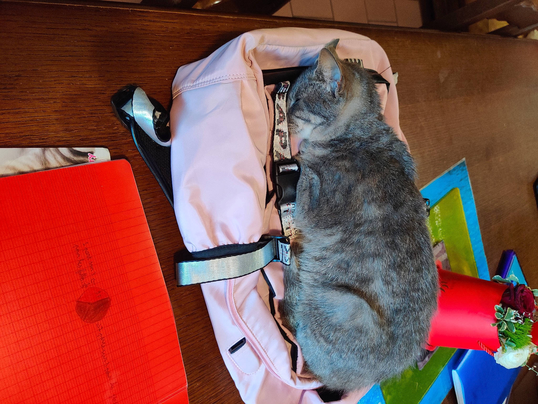 Rose participe au concours pour gagner de l'argent avec cette photo : bag, canidae, carnivore, collar, domestic_short_haired_cat, fashion_accessory, fawn, felidae, fur, linens, plush, pocket, sleeve, small_to_medium_sized_cats, stuffed_toy, tail, whiskers, wood, wool