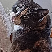 Shona a rejoint le concours — aidez-le/la à gagner de superbes lots ! animal, cat, close_up, curious, cute, domestic, ears, eyes, feline, fur, indoor, looking_back, mammal, pet, portrait, soft_light, striped, tabby, texture, whiskers