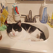 Meow Meow joined the competition — help win amazing prizes! cat, bathroom, sink, toiletries, toothpaste, water_flosser, black_and_white, pet, relaxed, indoor, mirror, countertop, personal_care, faucet, domestic, fur, animal, laying_down, household, cozy
