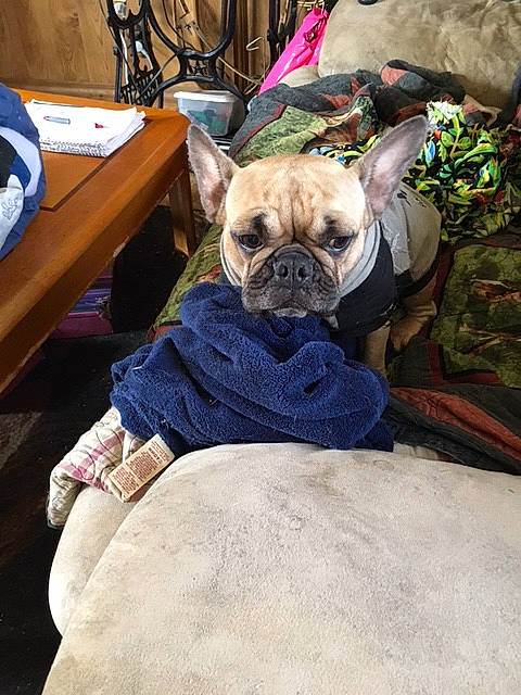 Evie is registered to the contest to win money with this photo: carnivore, chair, comfort, companion_dog, dog, dog_breed, dog_clothes, dog_supply, fawn, felidae, fur, linens, pug, snout, table, toy_dog, whiskers, wood, working_animal, wrinkle