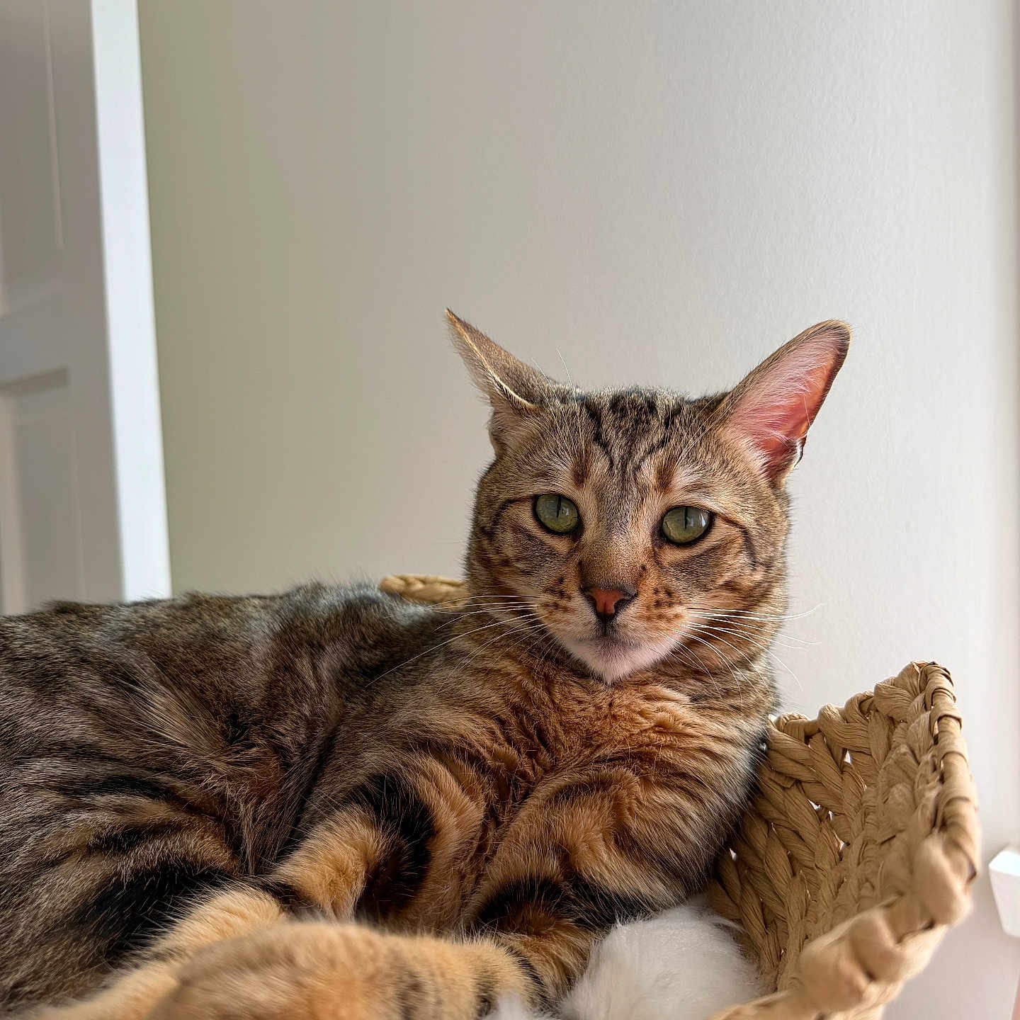 Leo joined the competition — help win amazing prizes! animal, basket, cat, closeup, cozy, cushion, cute, ears, feline, fluffy, fur, green_eyes, home, indoor, pet, relaxed, resting, soft, tabby_cat, whiskers