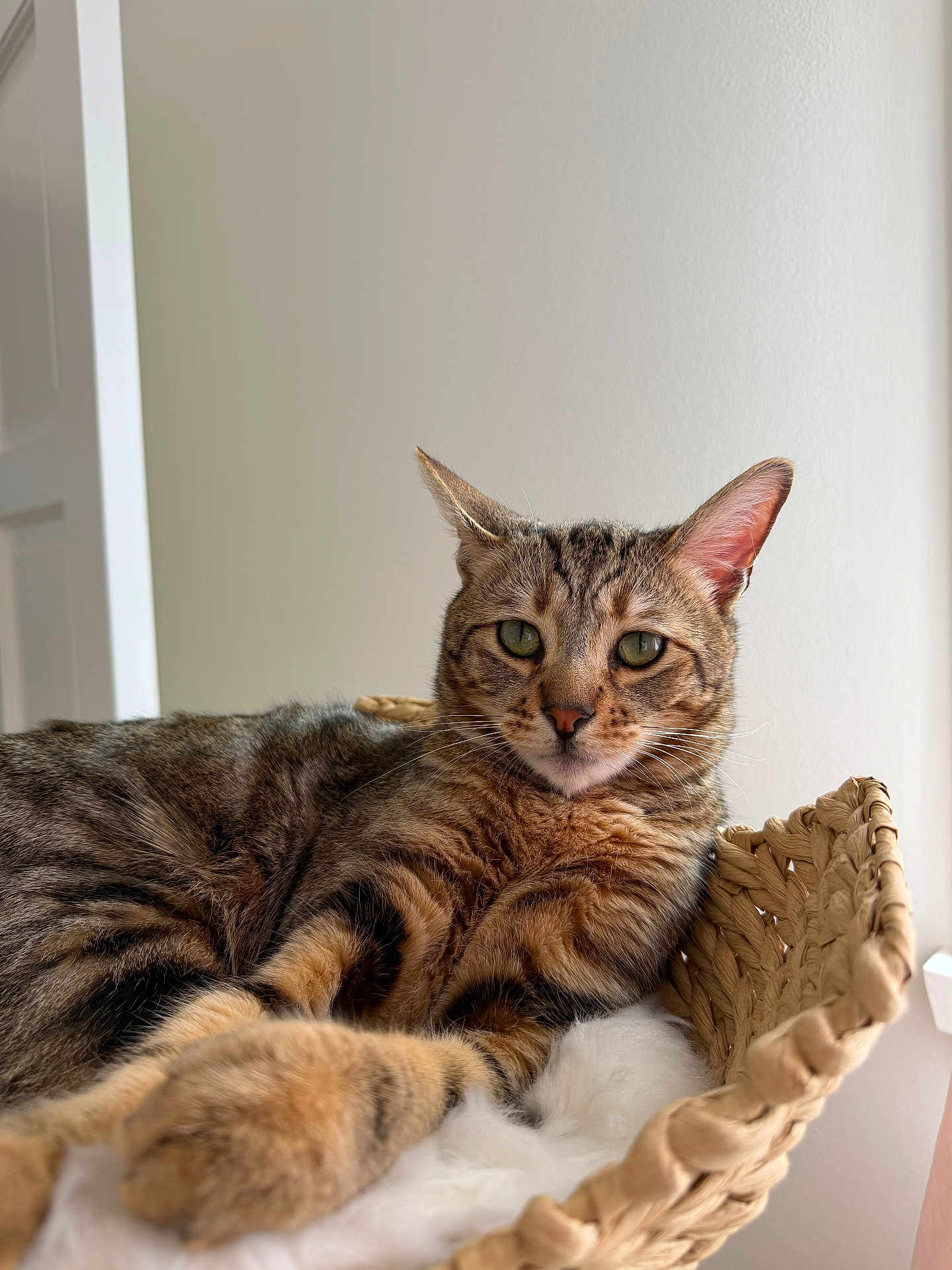 Leo joined the competition — help win amazing prizes! cat, tabby_cat, pet, animal, feline, basket, fluffy, cushion, resting, indoor, cute, relaxed, whiskers, ears, fur, closeup, green_eyes, home, cozy, soft